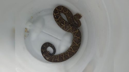 Menina de 13 anos segue internada após ser picada por cobra Cascavel; soro antiveneno salvou sua vida