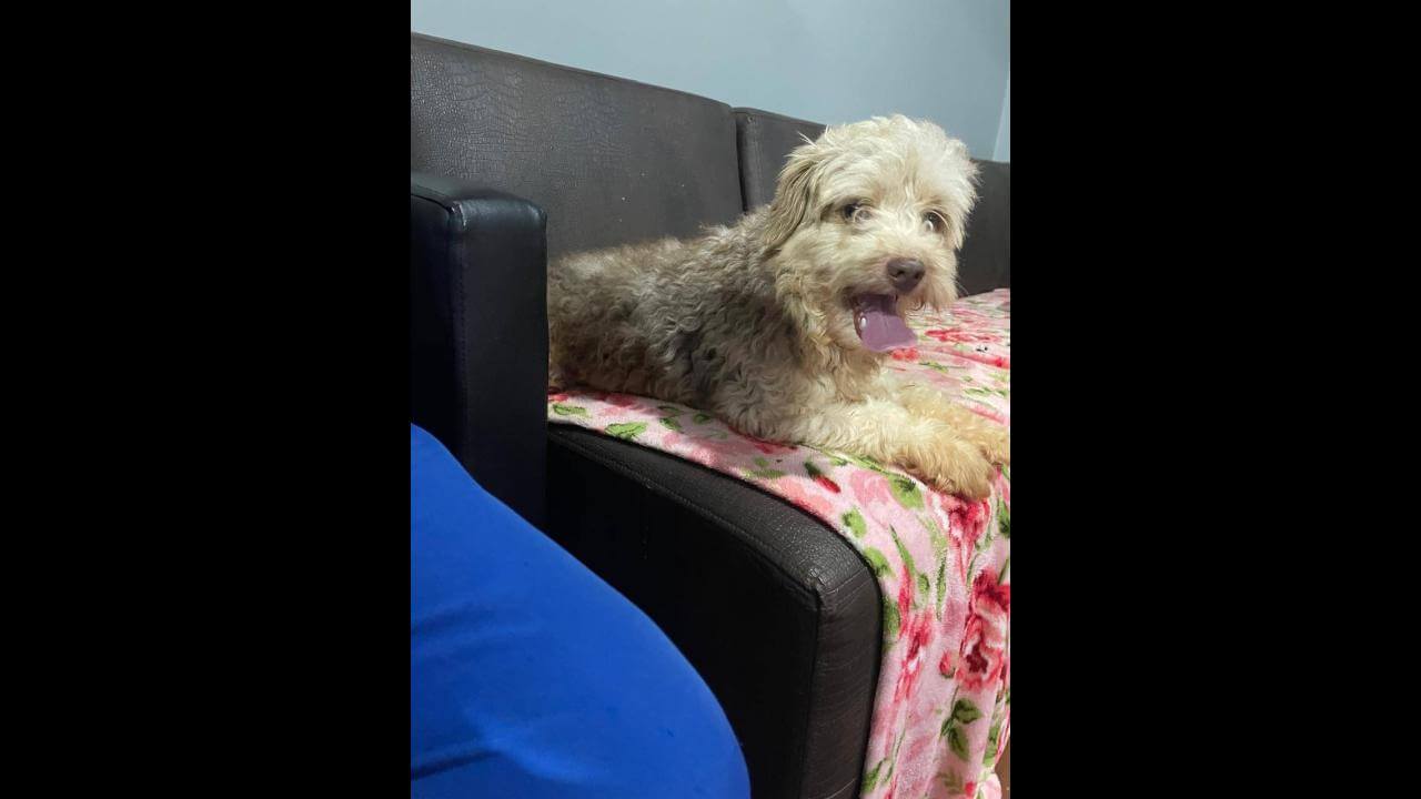 Cachorro é encontrado no bairro Santa Cruz Cachorro é encontrado no bairro Santa Cruz