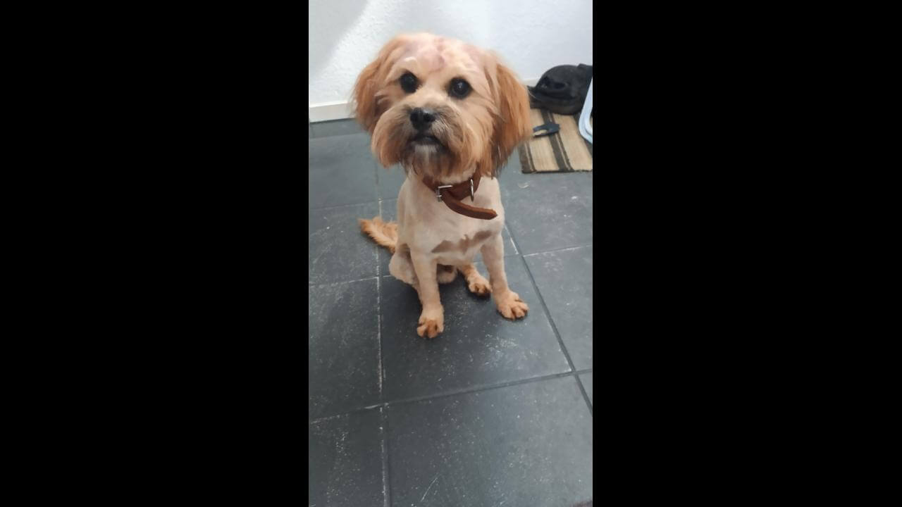 Cachorro é encontrado no bairro Maria Luiza Cachorro é encontrado no bairro Maria Luiza
