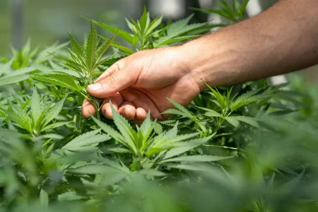 Anvisa autoriza cultivo de cannabis medicinal no Brasil; veja as regras Anvisa autoriza cultivo de cannabis medicinal no Brasil; veja as regras