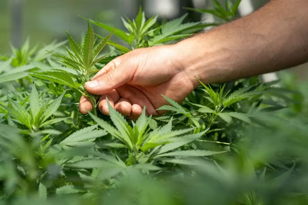 Anvisa autoriza cultivo de cannabis medicinal no Brasil; veja as regras Anvisa autoriza cultivo de cannabis medicinal no Brasil; veja as regras