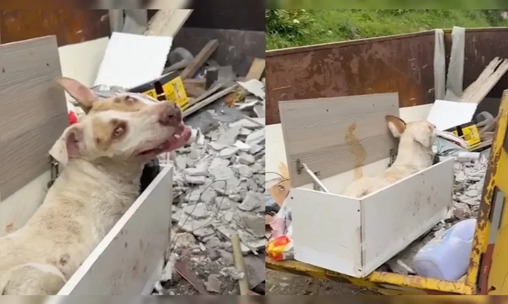 Cão é resgatado após ser abandonado para morrer em caçamba de lixo no PR Cão é resgatado após ser abandonado para morrer em caçamba de lixo no PR