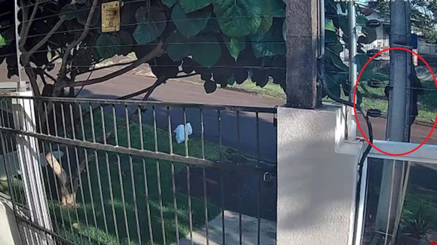 “Não tem vergonha na cara não?” Moradora espanta ladrão que tentava furtar fios