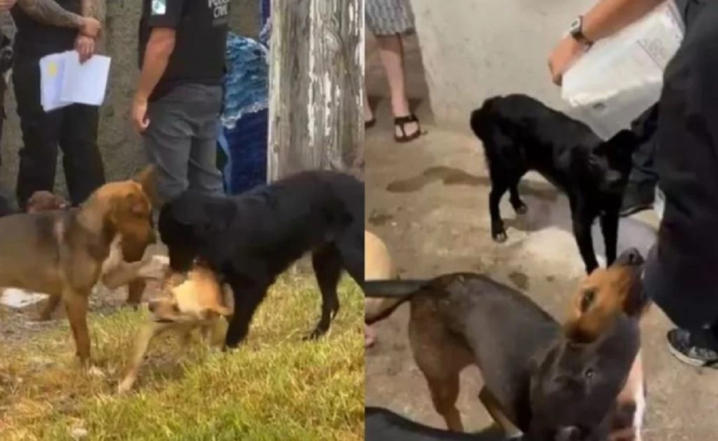 Polícia do Paraná resgata cães e gatos de casa onde era praticado ‘caso gravíssimo’ de zoofilia Polícia do Paraná resgata cães e gatos de casa onde era praticado ‘caso gravíssimo’ de zoofilia