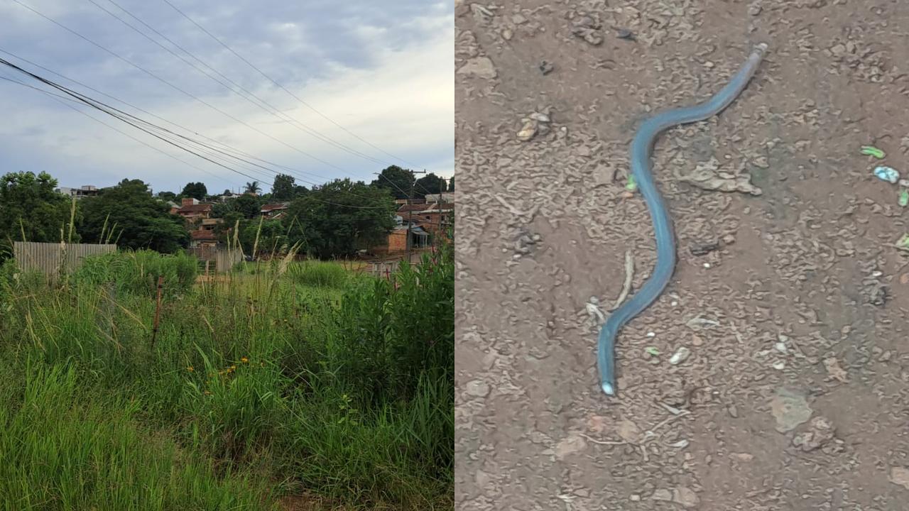 Moradora flagra cobra saindo de matagal no Bairro Morumbi