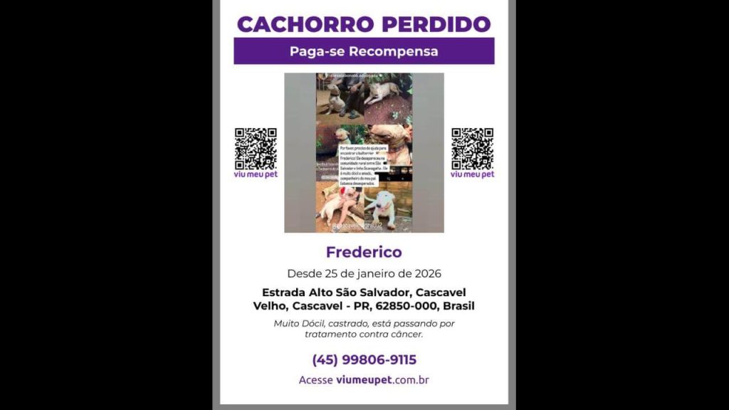 Cachorro Frederico raça Bullterrier desapareceu no bairro São Salvador