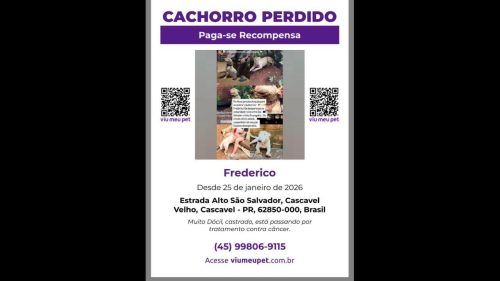 Cachorro Frederico raça Bullterrier desapareceu no bairro São Salvador