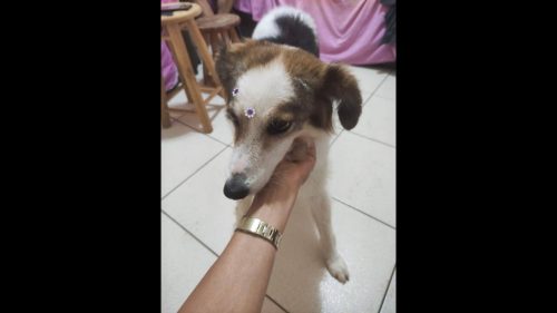 Cachorra é encontrada no bairro Alto Alegre