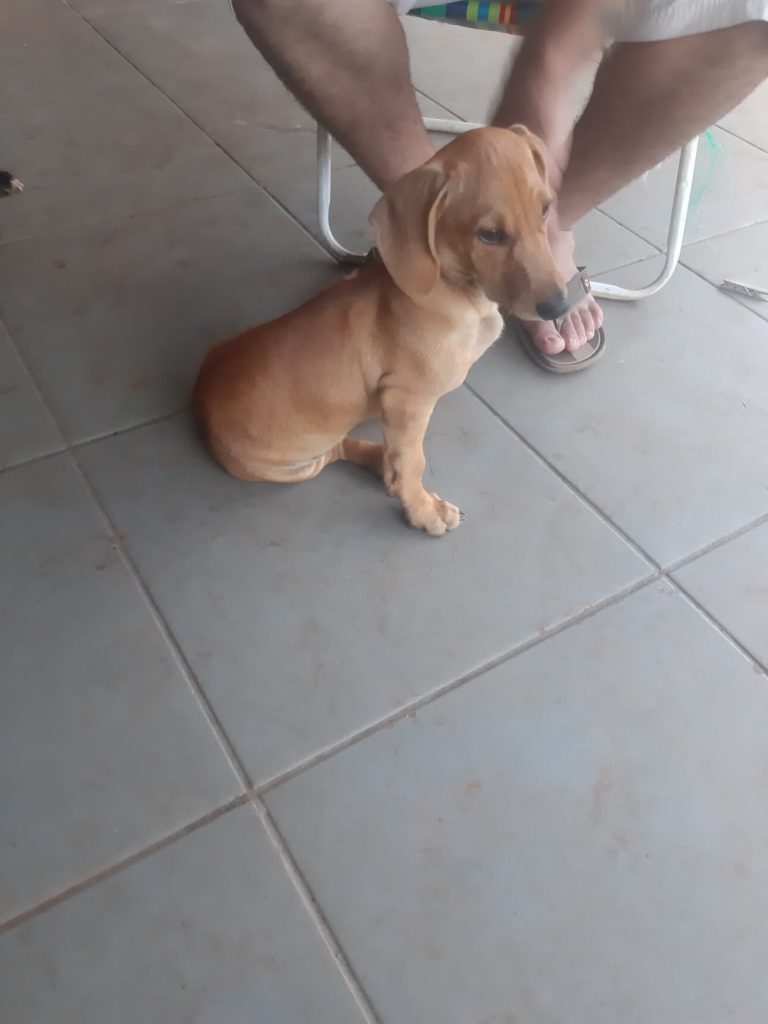 Cachorro Buck desapareceu no bairro Cascavel Velho