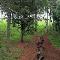 Imagem referente a Produção inédita resgata histórico Caminho do Peabiru na TV Brasil