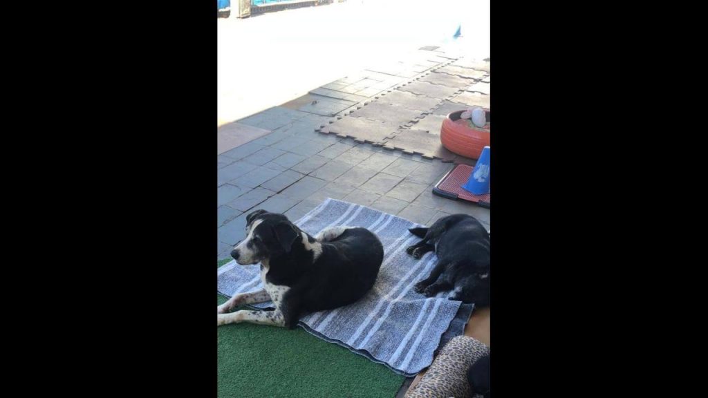 Cachorros Thor e Chiquinha desapareceram no bairro Parque Verde