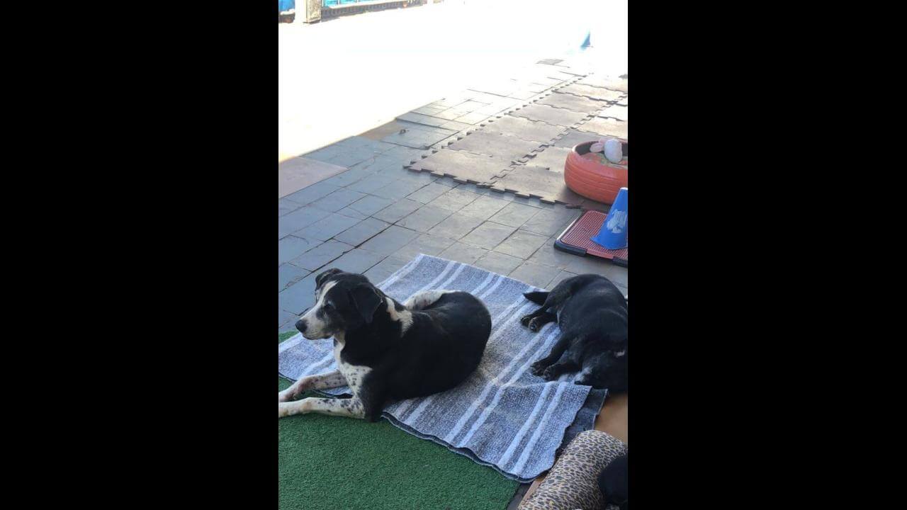 Cachorros Thor e Chiquinha desapareceram no bairro Parque Verde