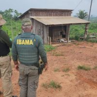 Imagem referente a PF prende suspeito de assassinato de parceiro do Ibama na TI Apyterewa