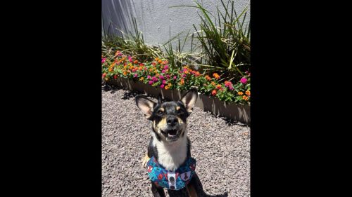 Cachorro Snoopy desapareceu no bairro Coqueiral