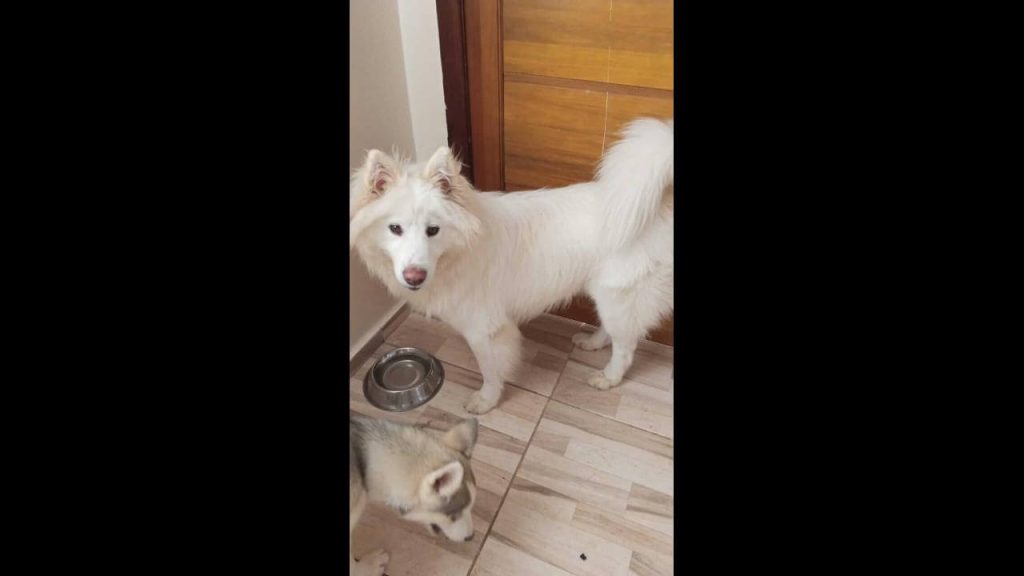 Cachorro é encontrado no bairro Centro