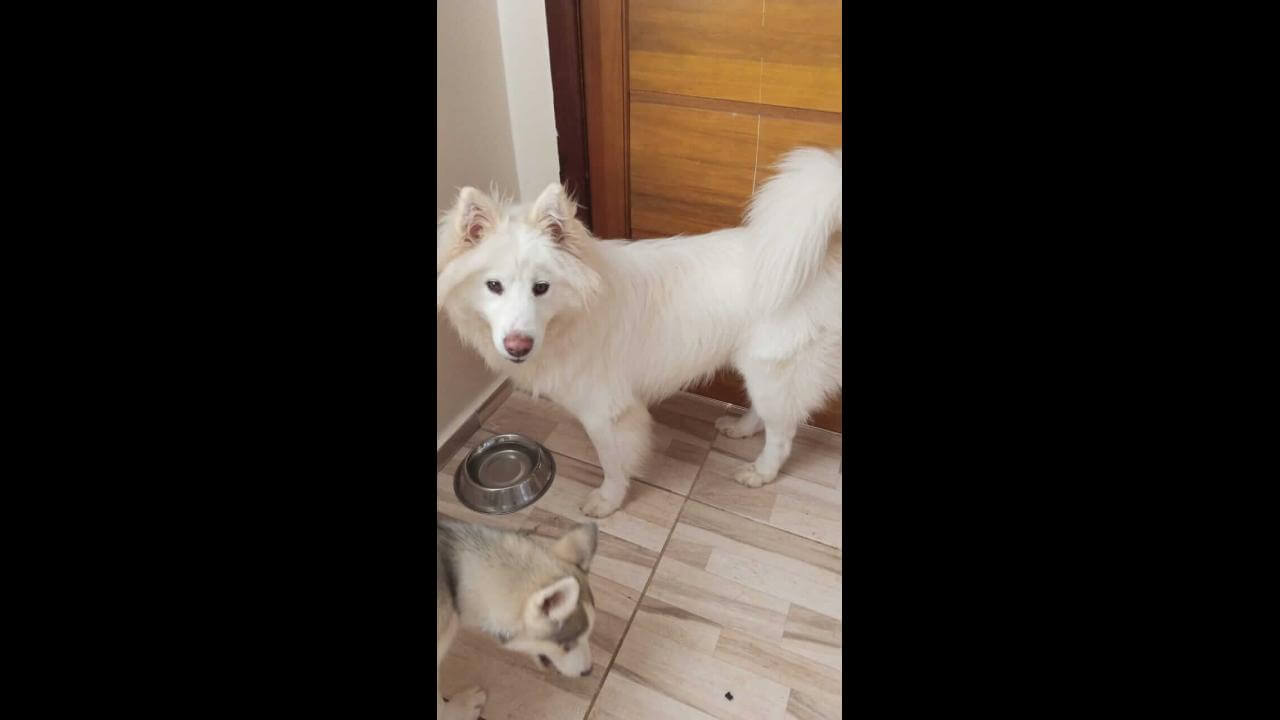 Cachorro é encontrado no bairro Centro Cachorro é encontrado no bairro Centro