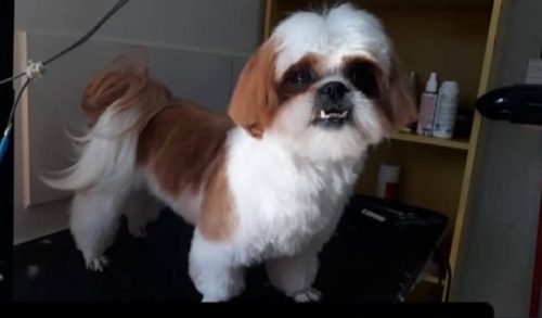 Cão ‘Bilu’ desapareceu no Santa Felicidade e idosa pede ajuda para encontrar