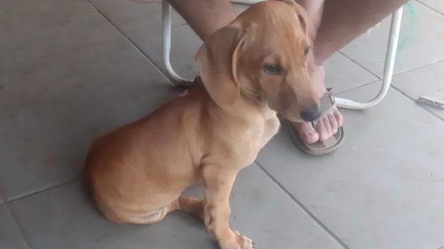 Cachorro Buck desapareceu no bairro Cascavel Velho