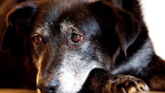 Justiça condena lojista a 5 anos de reclusão por maus-tratos a cães