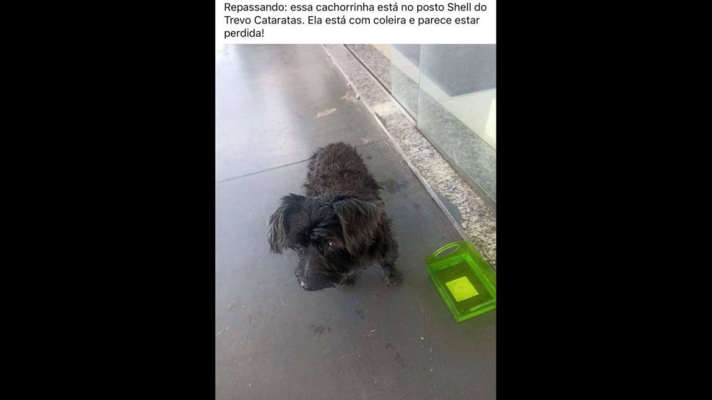 Cachorra é encontrada no bairro Cataratas