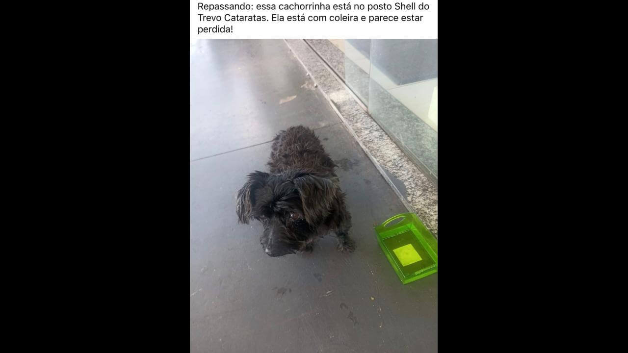 Cachorra é encontrada no bairro Cataratas Cachorra é encontrada no bairro Cataratas