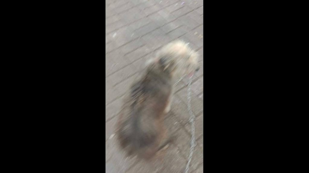 Cachorra desapareceu no bairro Centro