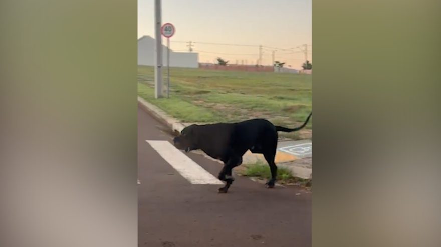 Vídeo: Cães grandalhões amedrontam morador no Tropical IV em Cascavel
