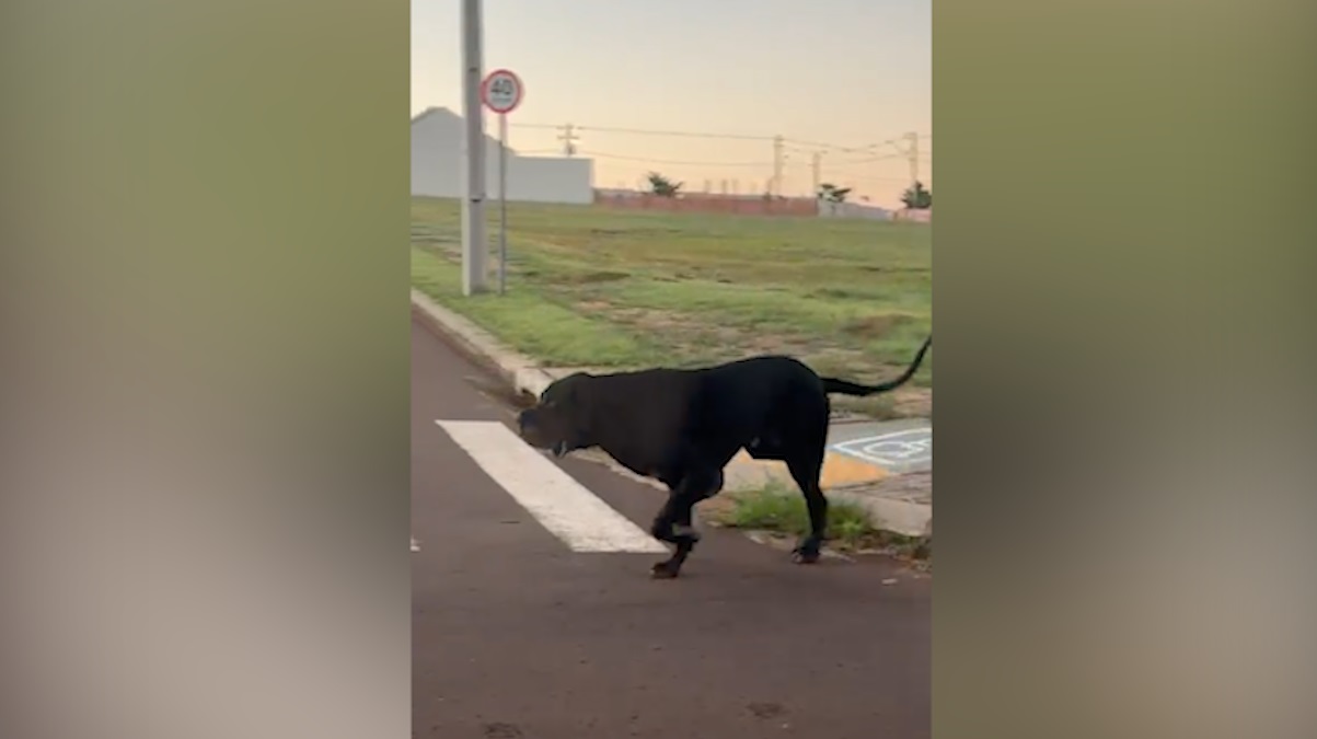 Vídeo: Cães grandalhões amedrontam morador no Tropical IV em Cascavel