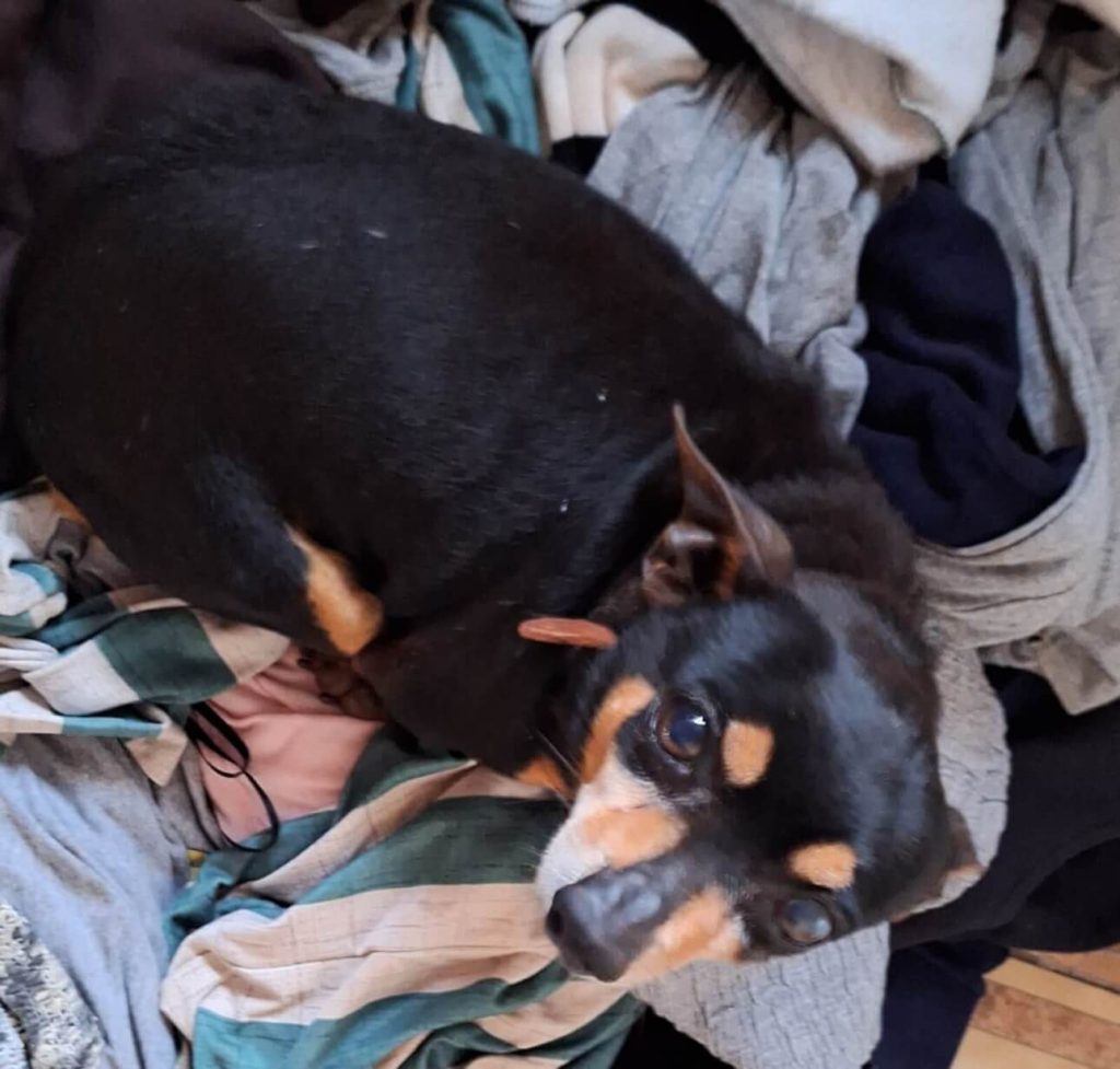 Cachorro Nino desapareceu no bairro Cascavel Velho