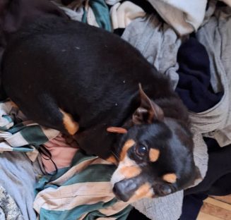 Cachorro Nino desapareceu no bairro Cascavel Velho