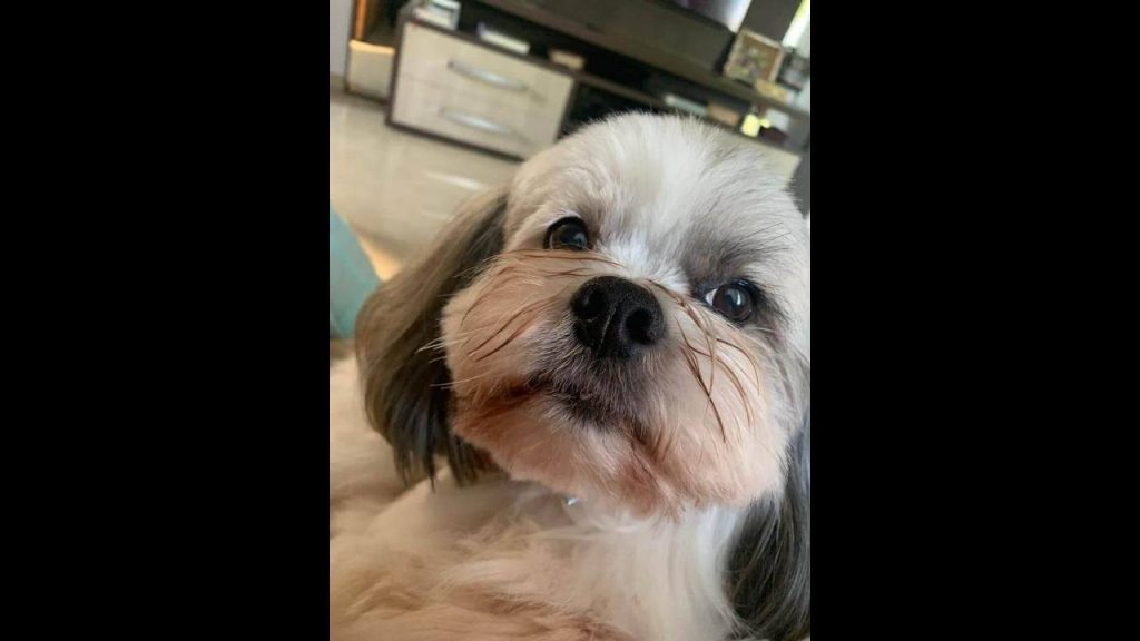 Cachorro Billie desapareceu no bairro Recanto Tropical