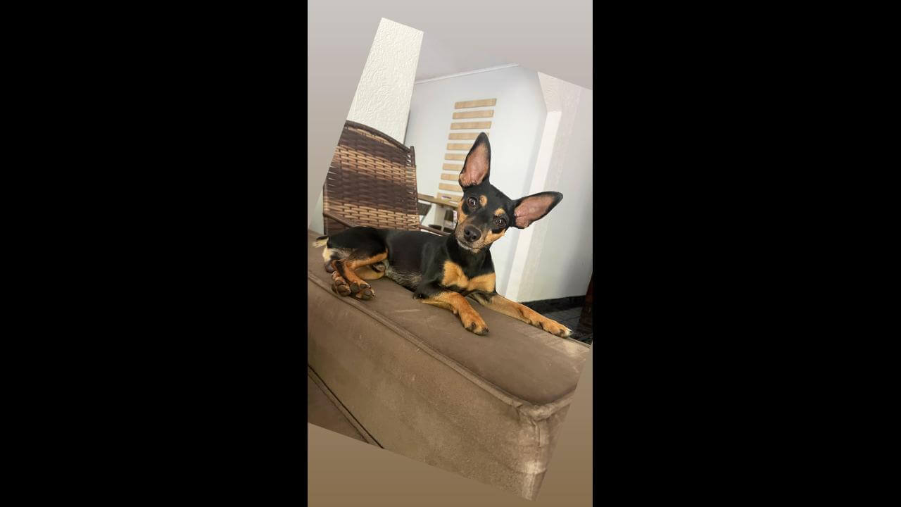 Cachorro Niki desapareceu no bairro São Cristóvão Cachorro Niki desapareceu no bairro São Cristóvão