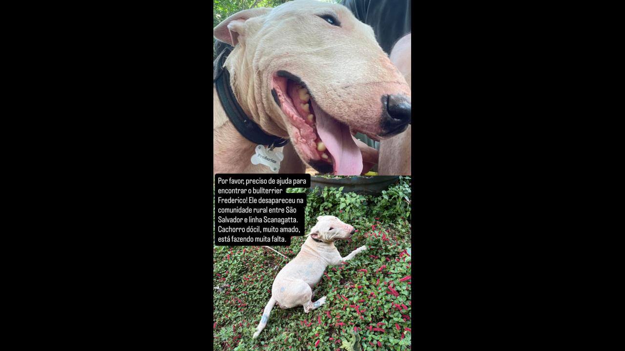 Cachorro Frederico desapareceu no bairro Rural