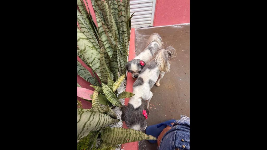 Cachorras são encontradas no bairro Floresta