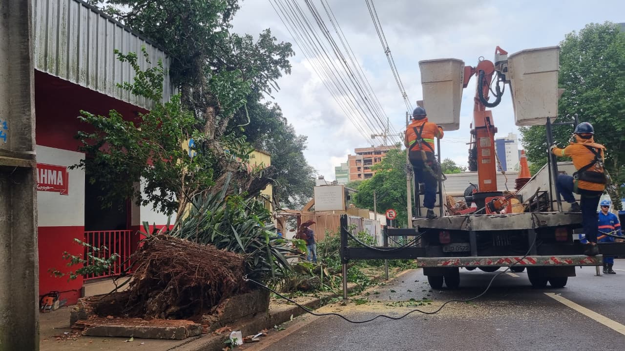 Árvore cai na Rua Recife e deixa quarteirão sem energia