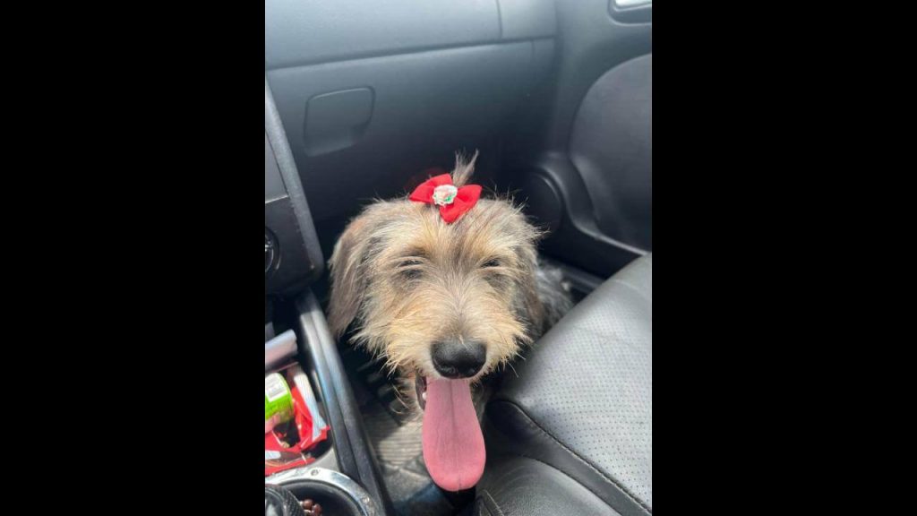 Cachorra Bela desapareceu no bairro Tropical III