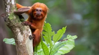 TV Brasil apresenta maratona de série sobre animais em extinção