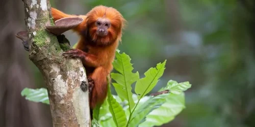 TV Brasil apresenta maratona de série sobre animais em extinção