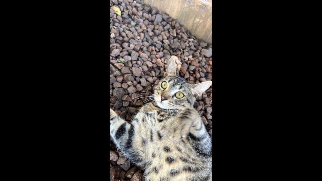 Gato Buda desapareceu no bairro Santa Cruz