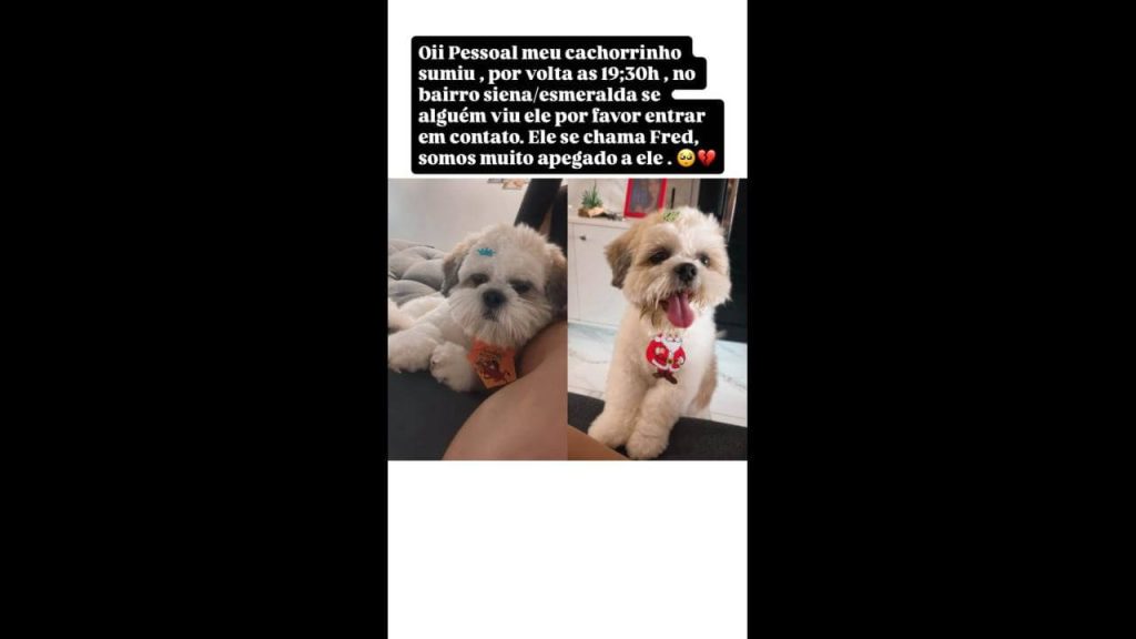 Cachorro Freed desapareceu no bairro Jardim Siena