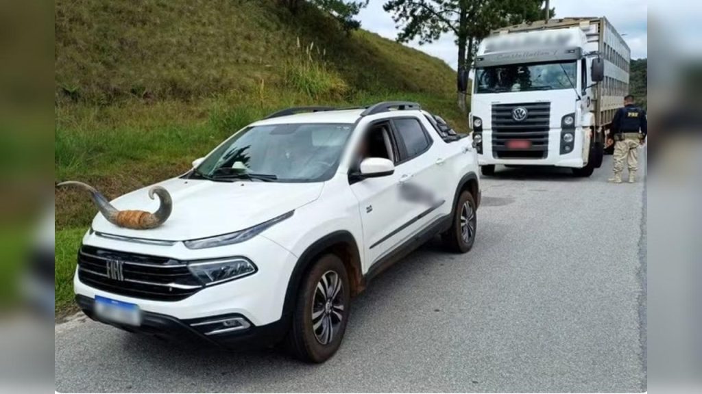 PRF flagra motorista com chifre de boi fixado no capô de camionete