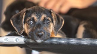 Convívio com animais e ações educativas ensinam a combater violência