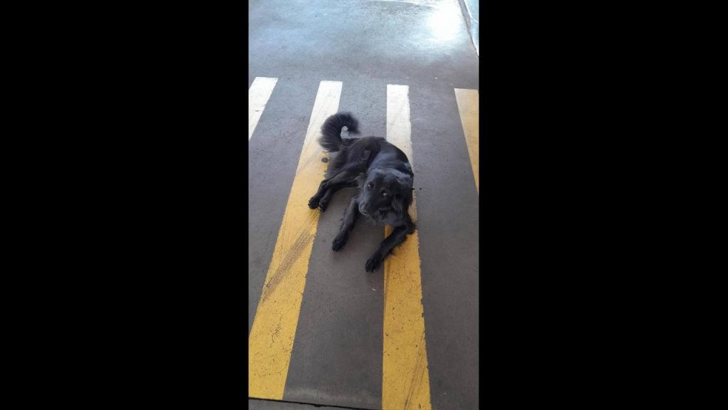 Cachorro é encontrado no bairro Santa Felicidade