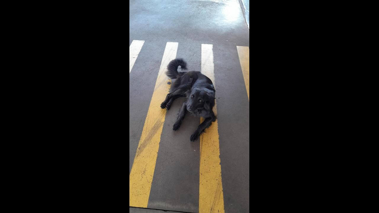 Cachorro é encontrado no bairro Santa Felicidade Cachorro é encontrado no bairro Santa Felicidade