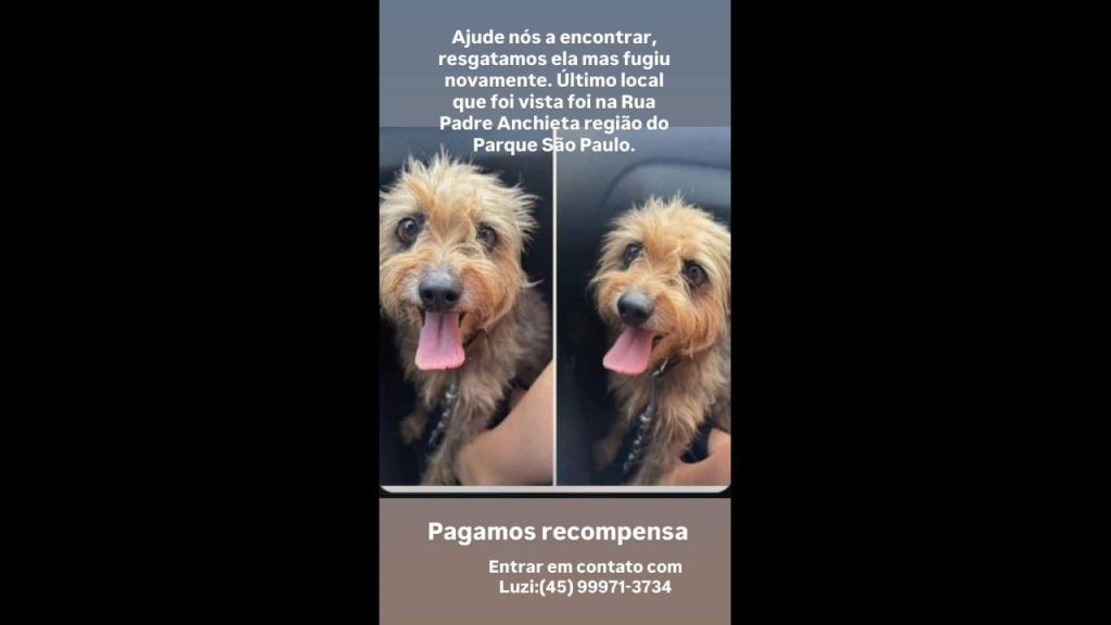 Cachorra desapareceu no bairro Parque São Paulo