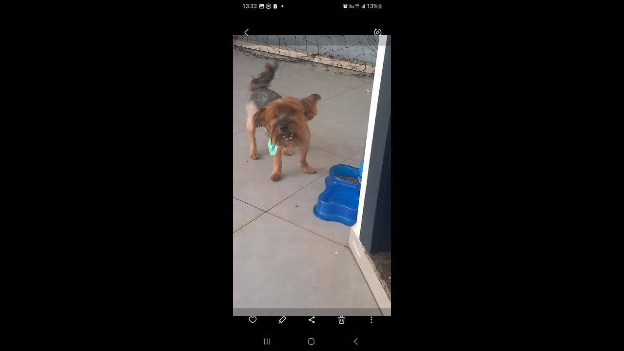 Cachorro Thor desapareceu no bairro Coqueiral Cachorro Thor desapareceu no bairro Coqueiral