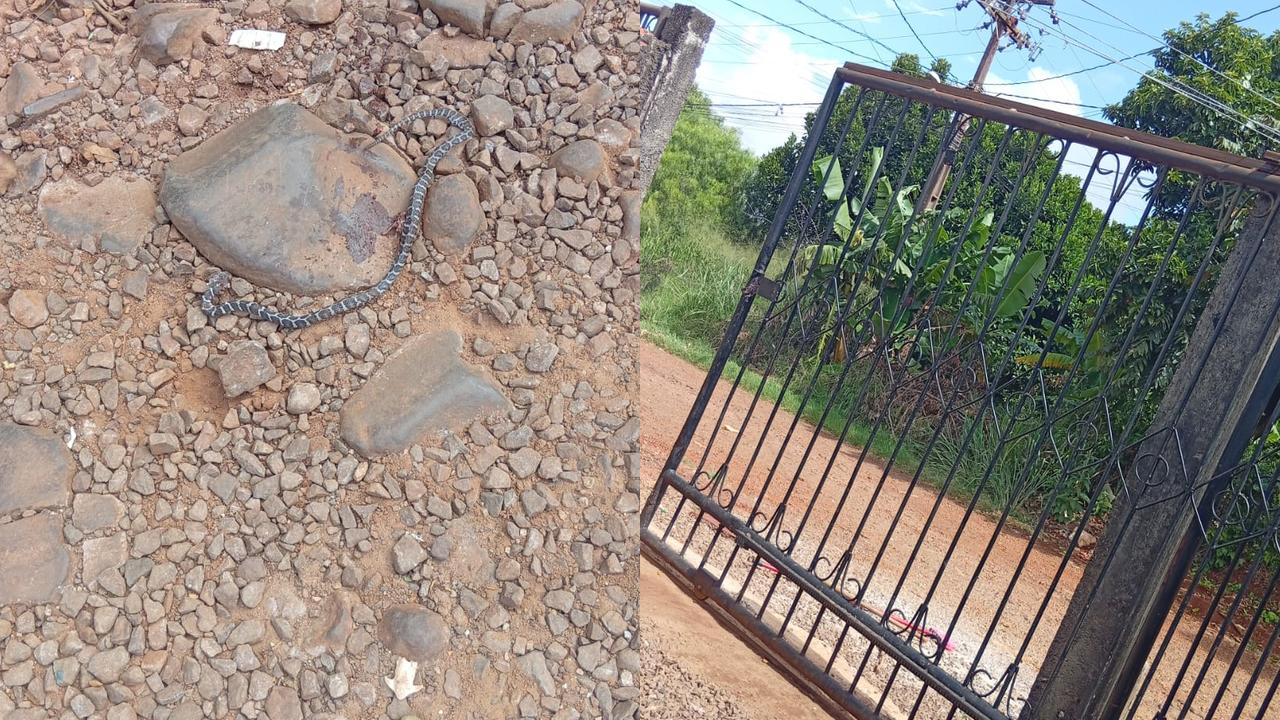 Moradora encontra cobra saindo de matagal na Rua Sargento José Bernardo Rosa