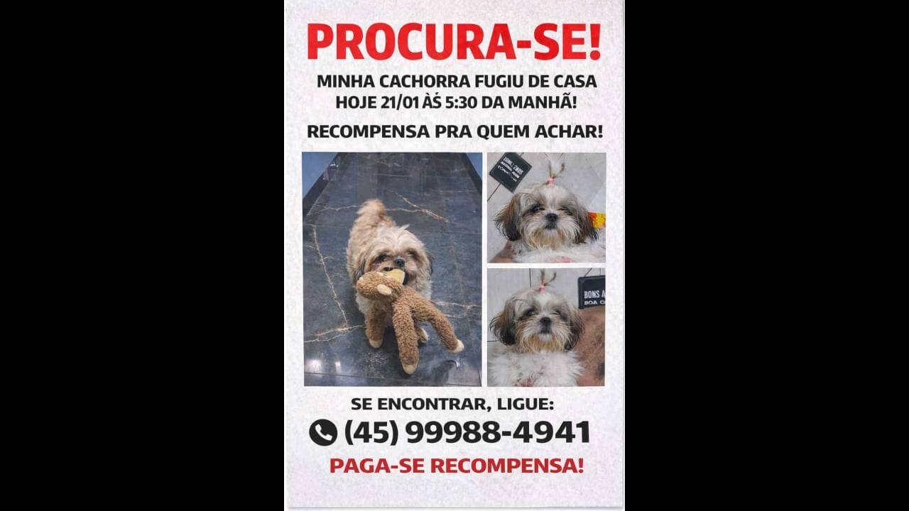 Cachorra Amora desapareceu no bairro Montreal Cachorra Amora desapareceu no bairro Montreal