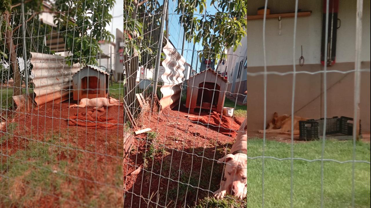 CGN recebe denúncia de maus tratos contra animais no Riviera CGN recebe denúncia de maus tratos contra animais no Riviera