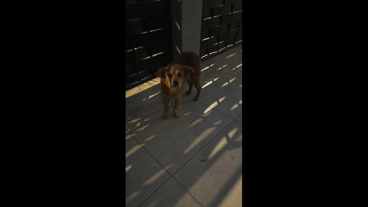 Cachorra é encontrada no bairro Vista Linda Cachorra é encontrada no bairro Vista Linda